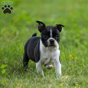 Kylie, Boston Terrier Puppy